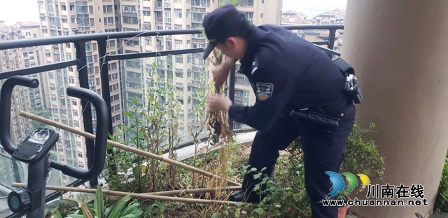 一株也不能有！江陽區(qū)華陽街道禁種鏟毒在行動(dòng)