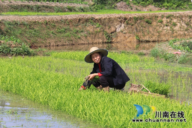 瀘縣云龍鎮(zhèn)：插秧進(jìn)行時(shí)，嫩綠換新顏　(圖6)