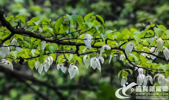 不要門票！宜賓這個地方2萬多株“鴿子花”開了！(圖1)