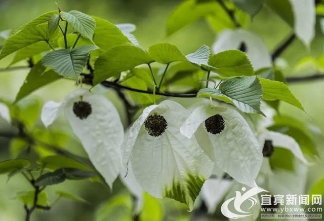不要門票！宜賓這個地方2萬多株“鴿子花”開了！(圖3)