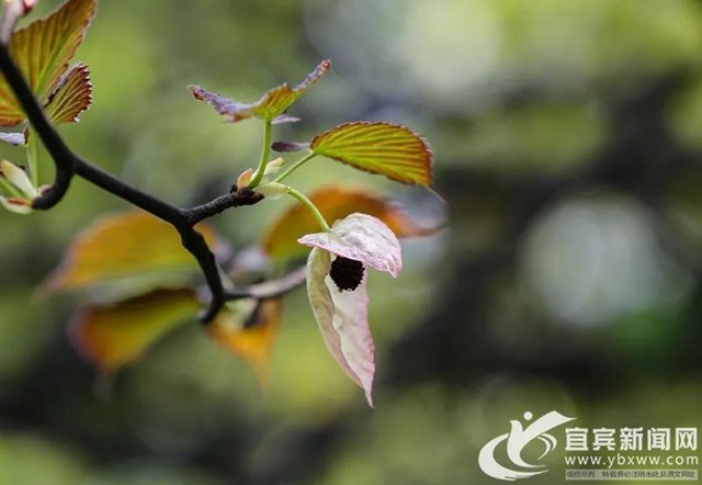 不要門票！宜賓這個地方2萬多株“鴿子花”開了！(圖8)