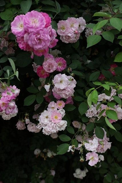 江陽(yáng)薔薇開(kāi)了！來(lái)一套田園寫(xiě)真集不香嗎？(圖4)