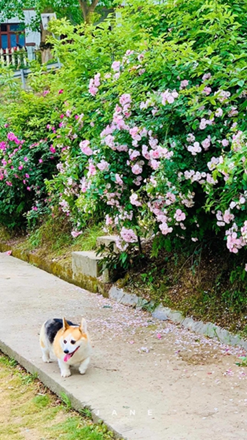 江陽(yáng)薔薇開(kāi)了！來(lái)一套田園寫(xiě)真集不香嗎？(圖6)