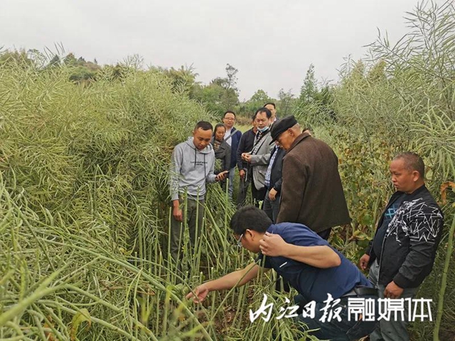 投入減少，產(chǎn)量增加！內(nèi)江出了個(gè)神奇的東西(圖2)