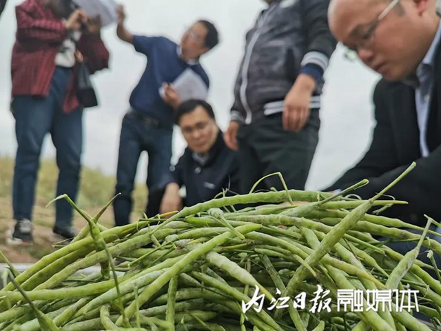 投入減少，產(chǎn)量增加！內(nèi)江出了個(gè)神奇的東西(圖3)