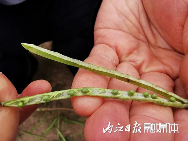 投入減少，產(chǎn)量增加！內(nèi)江出了個(gè)神奇的東西(圖4)