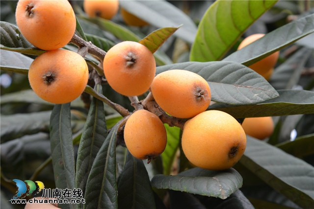 約起來(lái)！瀘縣白龍塔村千畝枇杷熟了！(圖2)