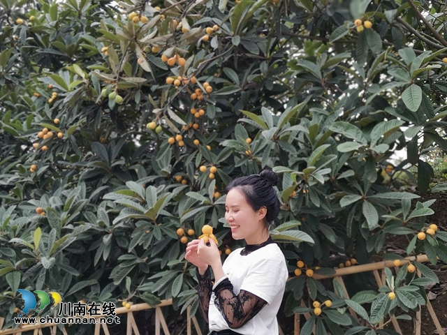 約起來(lái)！瀘縣白龍塔村千畝枇杷熟了！(圖13)