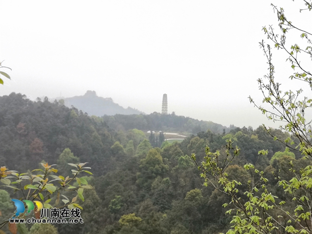 約起來(lái)！瀘縣白龍塔村千畝枇杷熟了！(圖23)