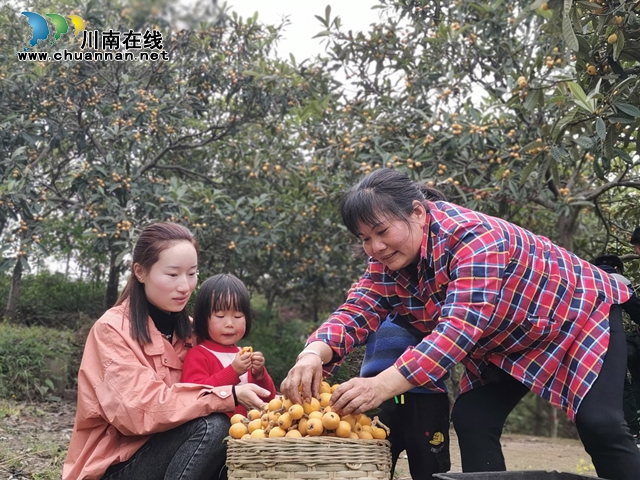 約起來(lái)！瀘縣白龍塔村千畝枇杷熟了！(圖17)
