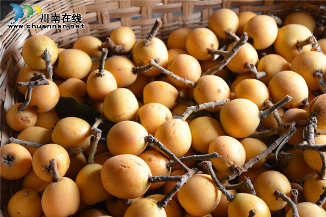 約起來(lái)！瀘縣白龍塔村千畝枇杷熟了！(圖11)