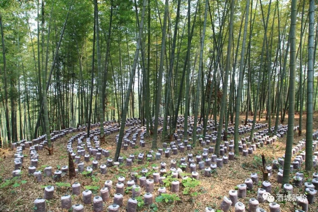 納溪區(qū)新聯(lián)會(huì)探索“互聯(lián)網(wǎng)+竹” 助推鄉(xiāng)村產(chǎn)業(yè)融合發(fā)展(圖3)