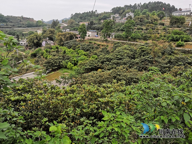 買枇杷、吃“跑山雞"、耍農(nóng)家樂…瀘縣白龍塔村聯(lián)系電話來了！(圖8)