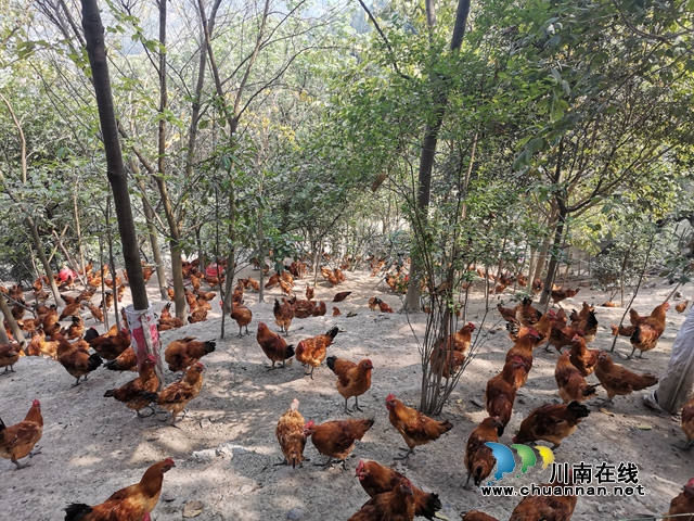 買枇杷、吃“跑山雞"、耍農(nóng)家樂…瀘縣白龍塔村聯(lián)系電話來了！(圖7)