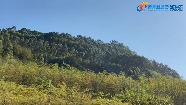 占地1萬畝！宜賓這個(gè)竹生態(tài)文化主題公園國慶前達(dá)到開園條件(圖4)