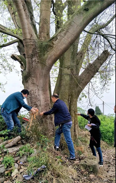 奇！內(nèi)江這個(gè)地方，匯聚了上百棵百年以上古樹(圖2)