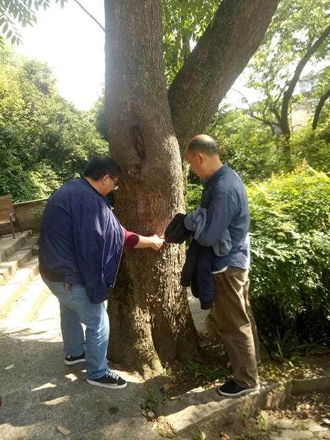 奇！內(nèi)江這個(gè)地方，匯聚了上百棵百年以上古樹(圖3)