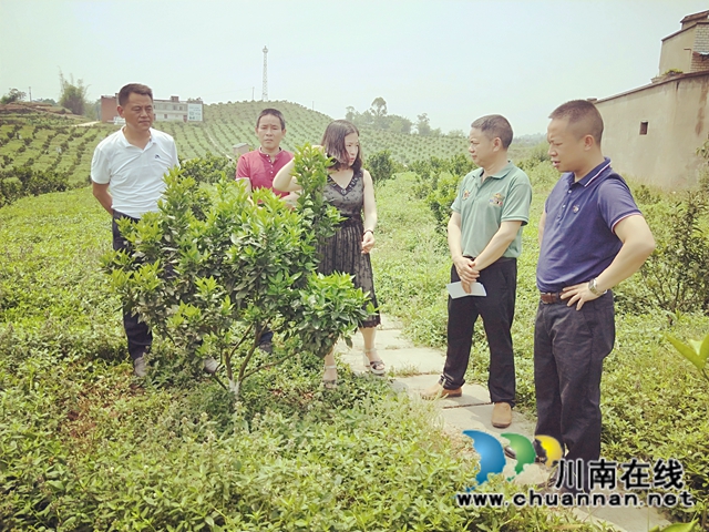 王毅率隊(duì)督查瀘縣福集鎮(zhèn)清華村扶貧產(chǎn)業(yè)園工作