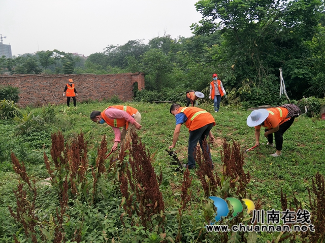 龍馬潭區(qū)紅星街道開展玉帶河（紅星段）面源污染暨違規(guī)種植專項(xiàng)整治行動(dòng)