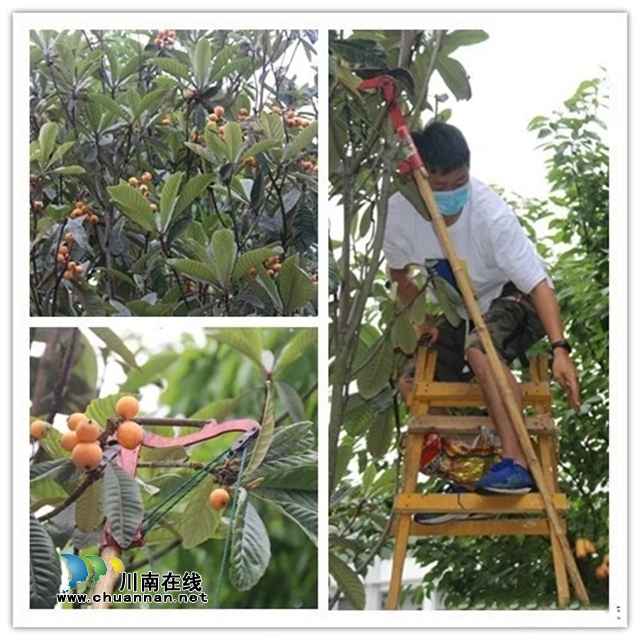 瀘縣玉蟾街道：高溫天里，孩子們?yōu)榻煌▌駥?dǎo)員獻(xiàn)上鮮花、枇杷(圖3)