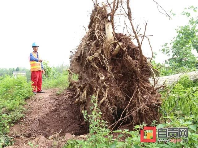 11級大風侵襲自貢！一房屋當場被吹垮(圖2)