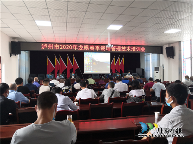 瀘州：龍眼管護技術(shù)服務(wù)精準到位，為產(chǎn)業(yè)發(fā)展保駕護航(圖2)