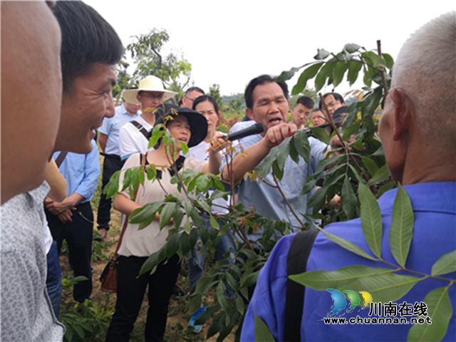 瀘州：龍眼管護技術(shù)服務(wù)精準到位，為產(chǎn)業(yè)發(fā)展保駕護航(圖3)