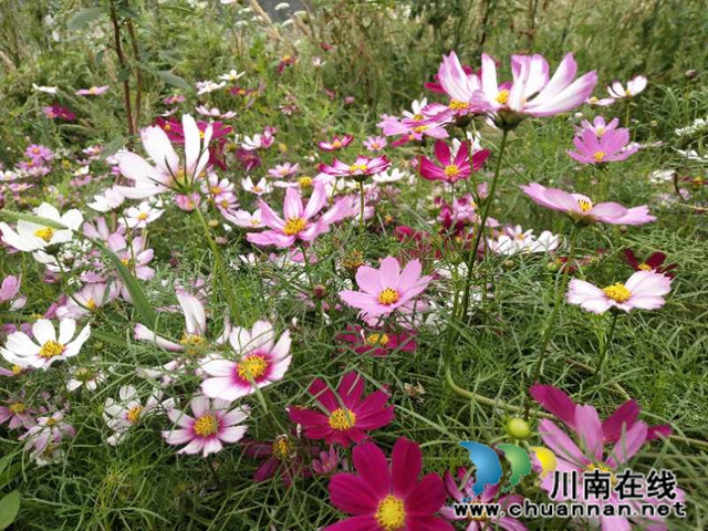 龍馬潭區(qū)小市街道：花開沱江岸 打造美麗宜居家園