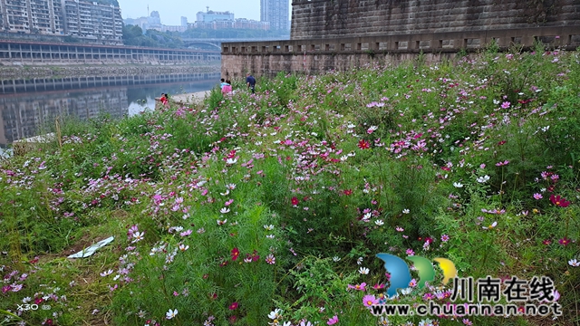 龍馬潭區(qū)小市街道：花開沱江岸 打造美麗宜居家園(圖2)
