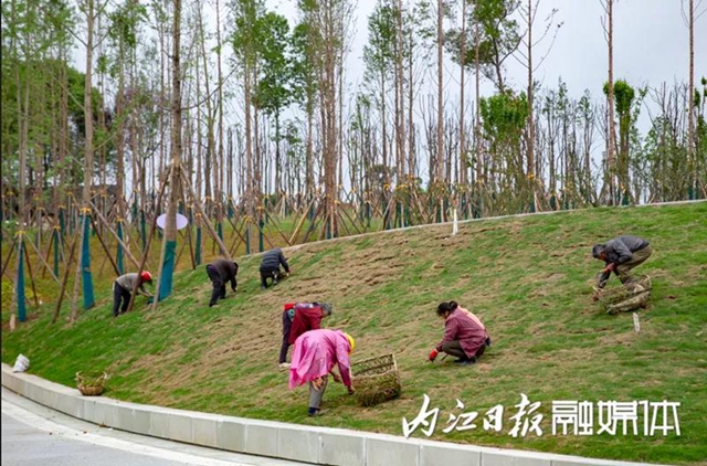 投資15億、占地2400畝！隆昌大手筆打造隆橋驛城市森林公園(圖3)