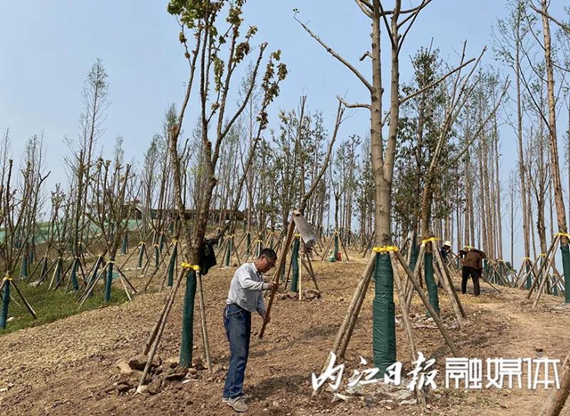 投資15億、占地2400畝！隆昌大手筆打造隆橋驛城市森林公園(圖4)