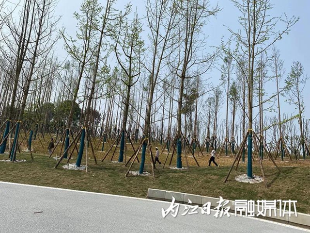 投資15億、占地2400畝！隆昌大手筆打造隆橋驛城市森林公園(圖5)