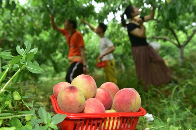 2小時(shí)賣(mài)出6000斤！內(nèi)江這個(gè)小山村來(lái)了一群“美女主播”(圖7)