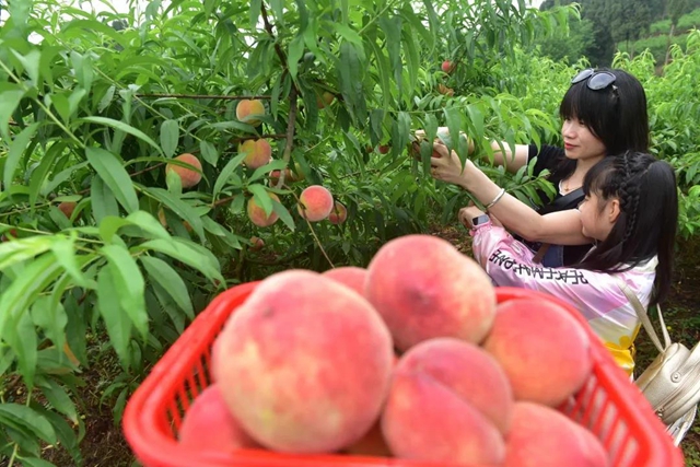 2小時(shí)賣(mài)出6000斤！內(nèi)江這個(gè)小山村來(lái)了一群“美女主播”(圖8)