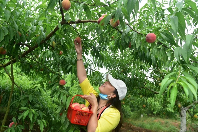 2小時(shí)賣(mài)出6000斤！內(nèi)江這個(gè)小山村來(lái)了一群“美女主播”(圖10)