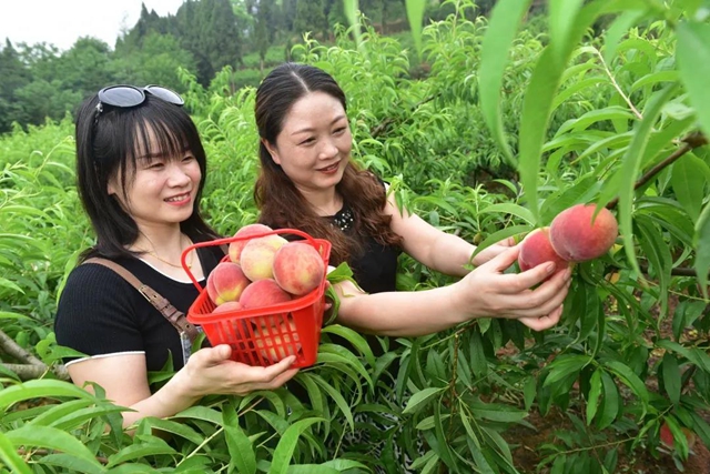2小時(shí)賣(mài)出6000斤！內(nèi)江這個(gè)小山村來(lái)了一群“美女主播”(圖9)