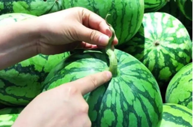【分享】西瓜要挑“母”的？這樣挑個(gè)個(gè)香甜可口！