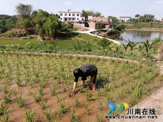 瀘縣云龍鎮(zhèn)：貧困戶自立自強，雙手創(chuàng)造幸福(圖3)