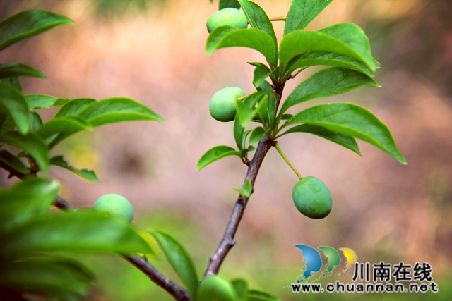 瀘縣：產(chǎn)業(yè)扶貧激活“造血”功能  吉祥村成幸福村(圖4)