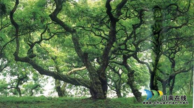 中國旅游日，在新晉網(wǎng)紅打卡地，幸福江陽邀你舉杯世界！(圖15)