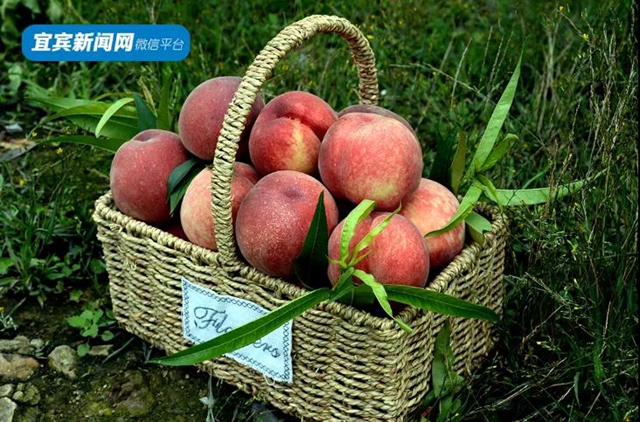 9.9元吃桃+賞花！宜賓七星山脆甜水蜜桃熟啦！離城僅10分鐘……(圖11)