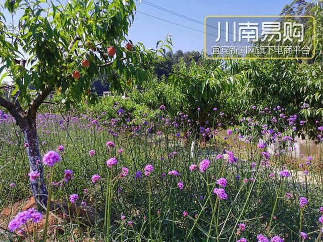 9.9元吃桃+賞花！宜賓七星山脆甜水蜜桃熟啦！離城僅10分鐘……(圖15)