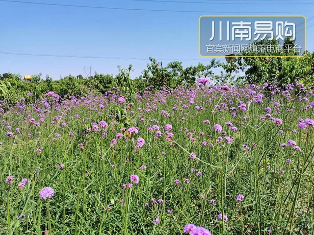 9.9元吃桃+賞花！宜賓七星山脆甜水蜜桃熟啦！離城僅10分鐘……(圖14)