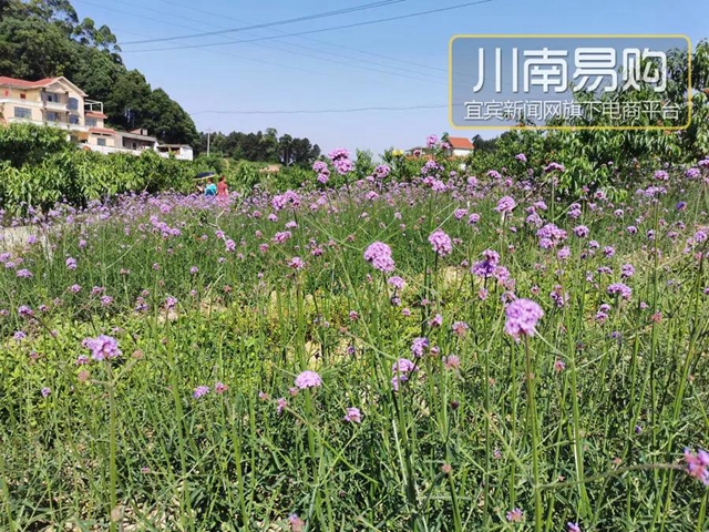 9.9元吃桃+賞花！宜賓七星山脆甜水蜜桃熟啦！離城僅10分鐘……(圖13)