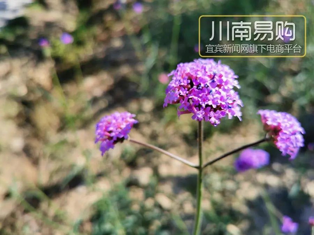 9.9元吃桃+賞花！宜賓七星山脆甜水蜜桃熟啦！離城僅10分鐘……(圖16)