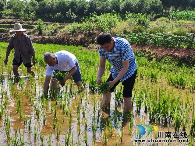扶貧產(chǎn)業(yè)園：瀘縣奇峰鎮(zhèn)村民脫貧致富的聚寶盆！(圖3)