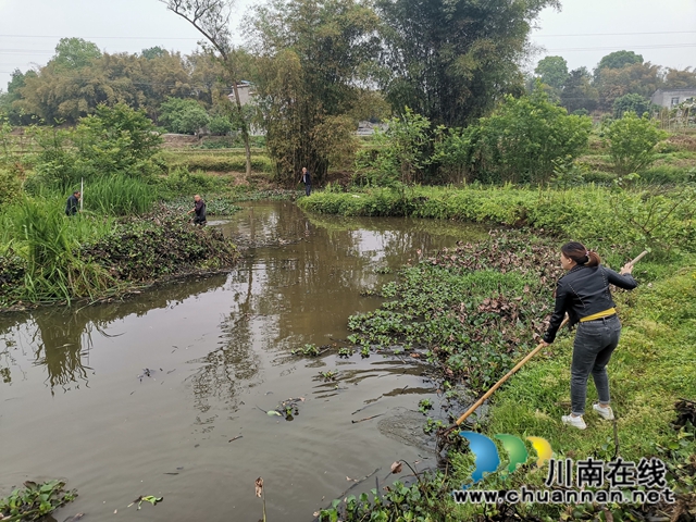 瀘縣云龍鎮(zhèn)：河道治理綜合施策，清河護(hù)岸持續(xù)加力(圖4)
