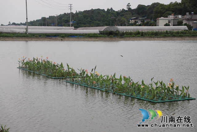 瀘縣玉蟾街道督導(dǎo)水產(chǎn)養(yǎng)殖污染整治工作(圖9)