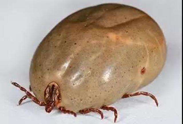 【分享】不是所有蟲子都能拍死！夏天碰到這些蟲子千萬小心