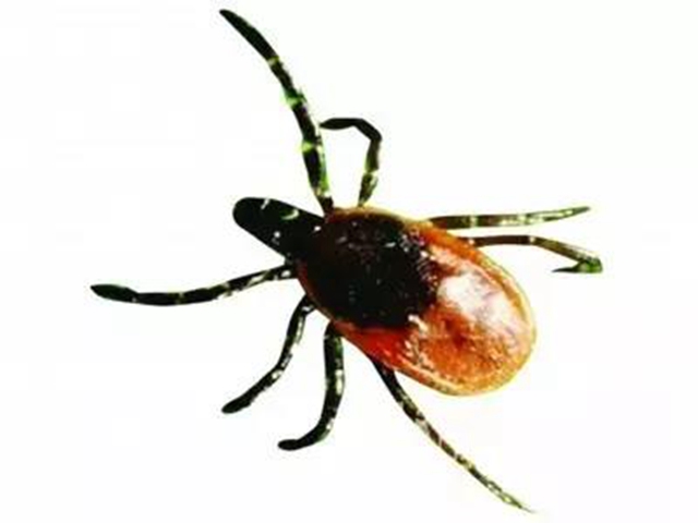 【分享】不是所有蟲子都能拍死！夏天碰到這些蟲子千萬小心(圖3)